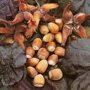 Corylus avellana 'Red Majestic' hazelnoten